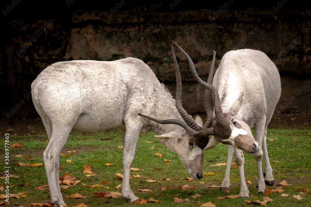 Fototapeta premium two addax antilope in battle