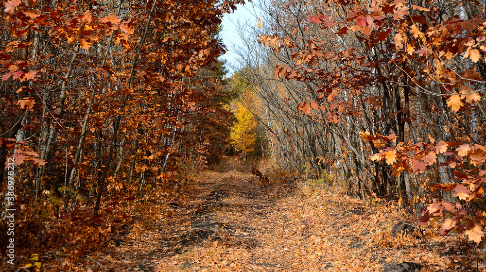 Obraz premium Scenic road in the autumn forest, illuminated by sunlight.
