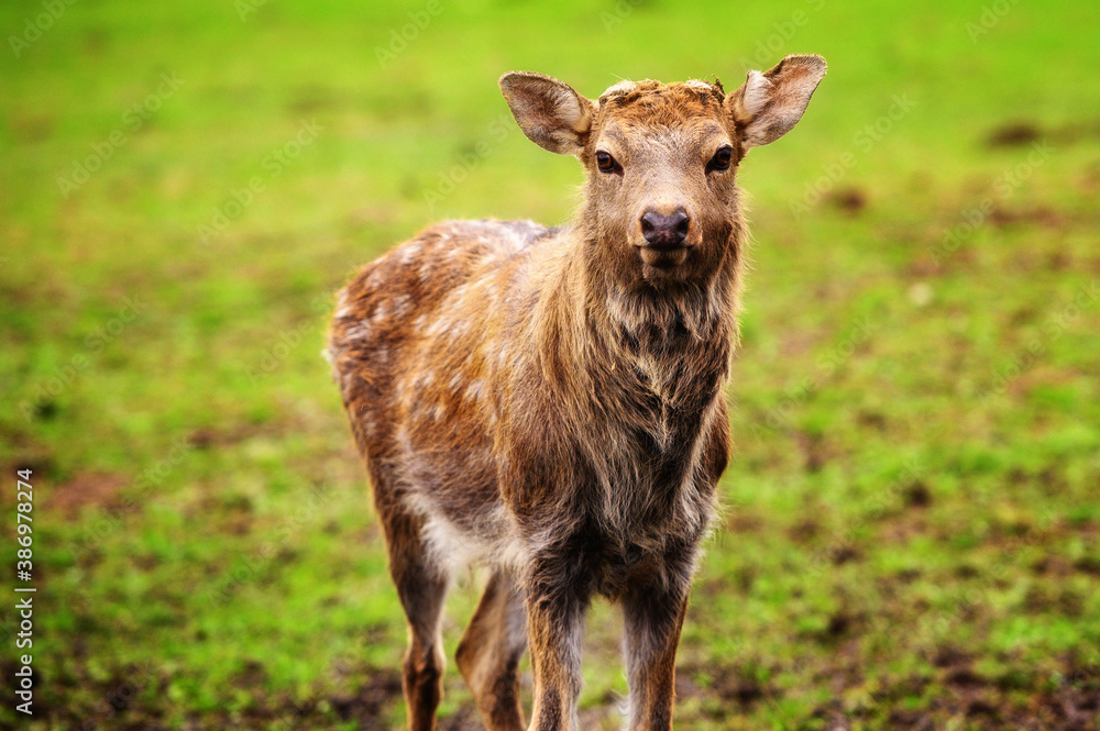 Wild white-tailed deer in a field. Wild white-tailed deer in a field.