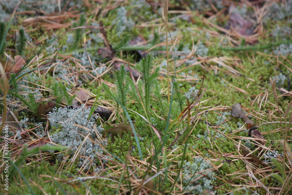 grass on the ground grass on the ground