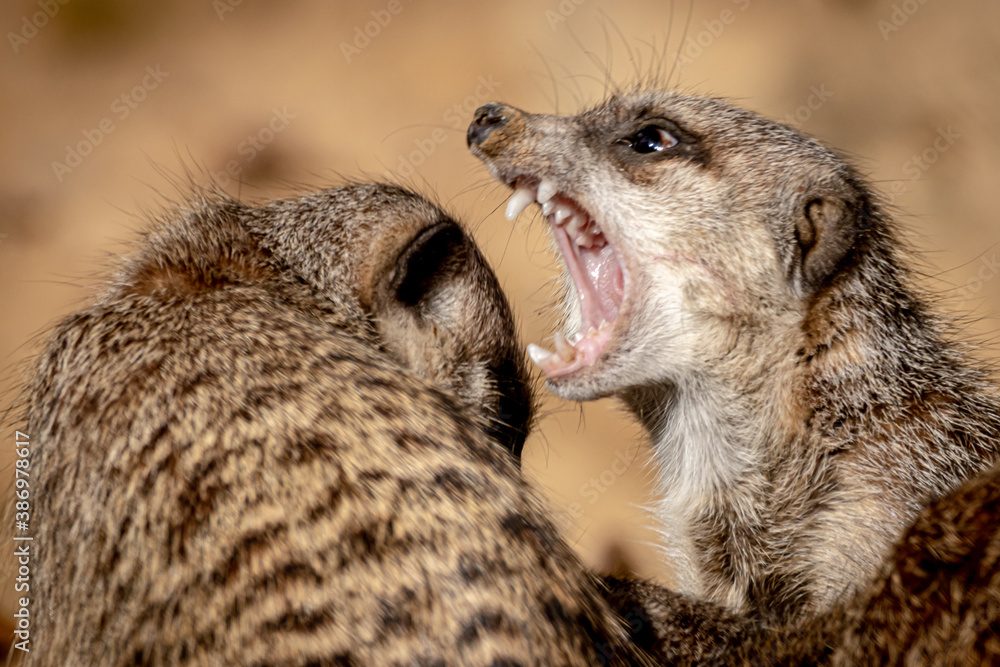 two meercats in battle two meercats in battle