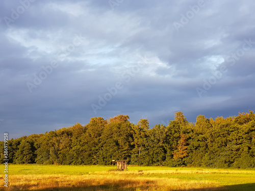Forest and glade in the state of Mecklenburg Western Pomerania (Mecklenburg Vorpommern) Germany