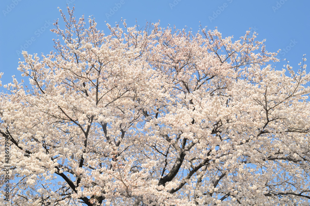 満開の桜