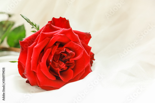 Valentine s Day and Love concept. Close up of beautiful red rose on white cloth.