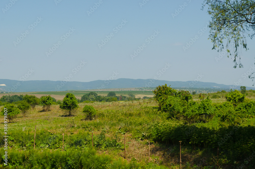 Vineyards of the southern region of Russia, against the background of a mountain