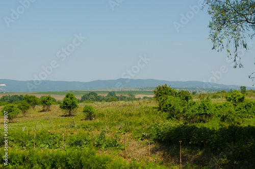 Vineyards of the southern region of Russia  against the background of a mountain