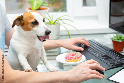Male hands are typing on a keyboard, a donut is on a glass table on a plate, a dog is sitting , licking his lips. © Natalia