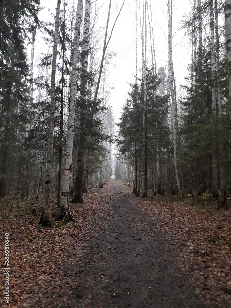 Fototapeta premium road and trees in the autumn forest