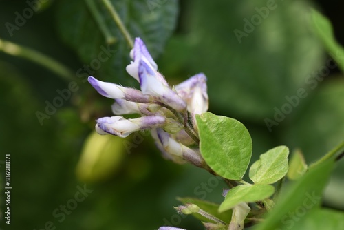 Chinese hog-peanut  Amphicarpaea  edgewothii var. japonica  flowers   Fabaceae annual vine grass.