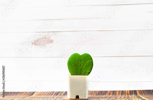 Hoya Kerrii heart shape in white pot on white wall background. Hoya kerrii Heart shaped plant in pot plant for gift. photo