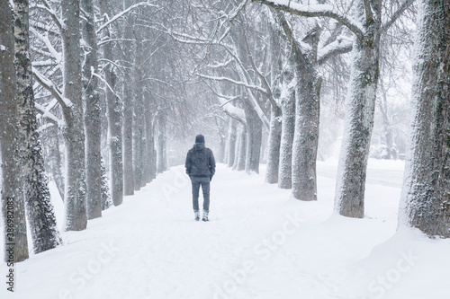 Young adult man alone slowly walking on snow covered sidewalk through alley of trees. Enjoying fresh air in blizzard in winter day. Back view.