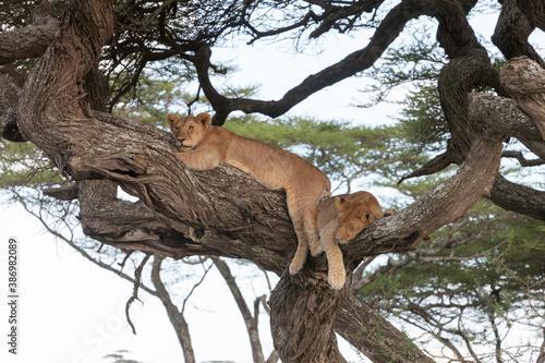 Siesta time for pride of african lions on tree branch © Pedro Bigeriego