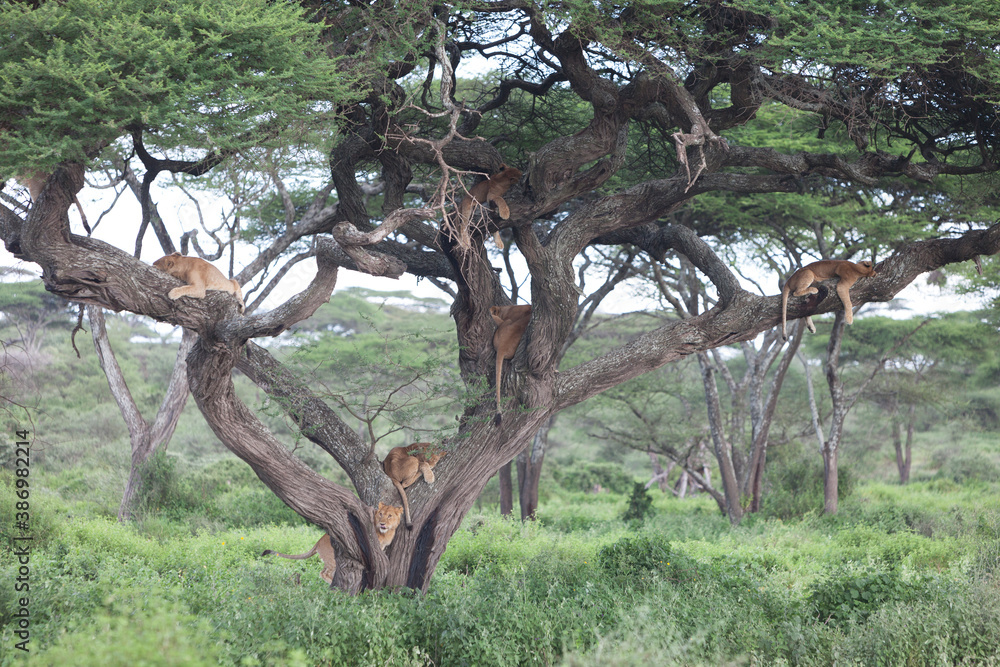 Siesta time for pride of african lions on tree branch Siesta time for pride of african lions on tree branch