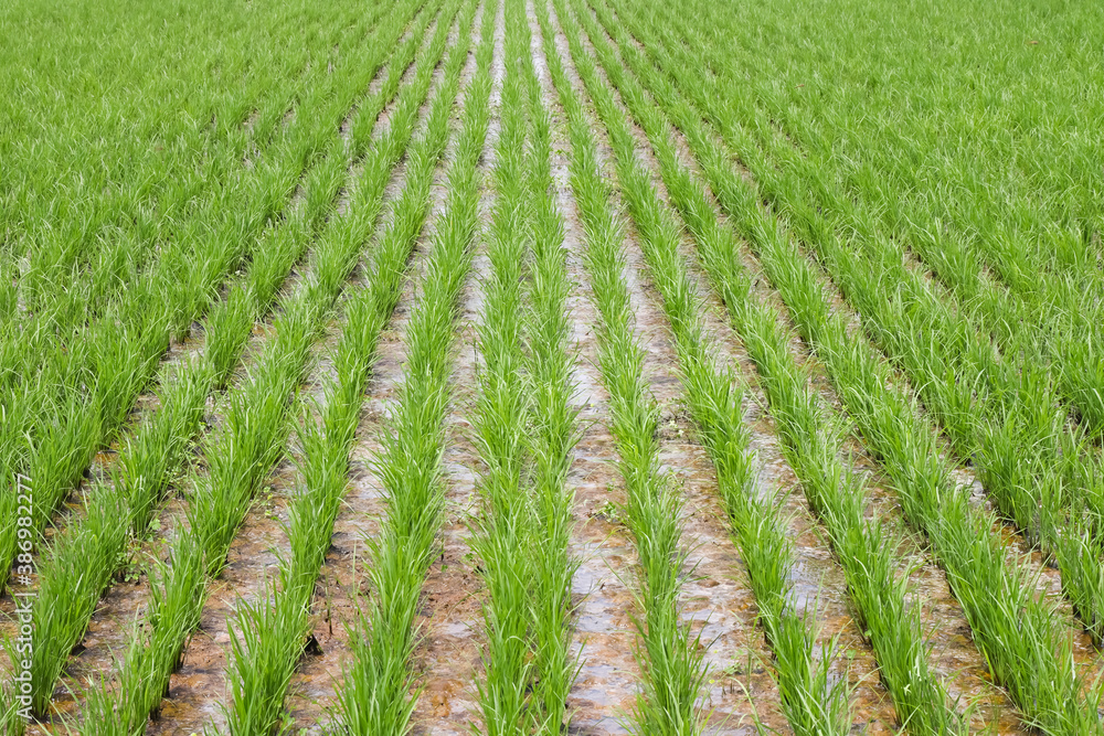 rice seedlings in rice field