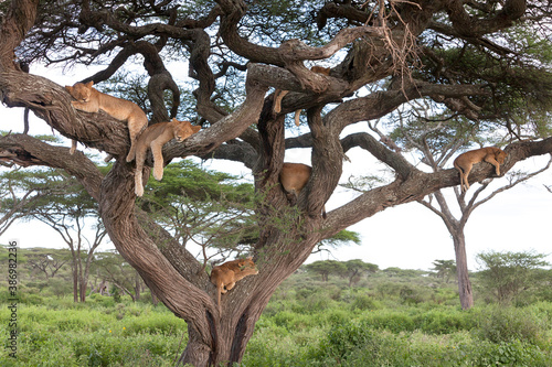 Siesta time for pride of african lions on tree branch