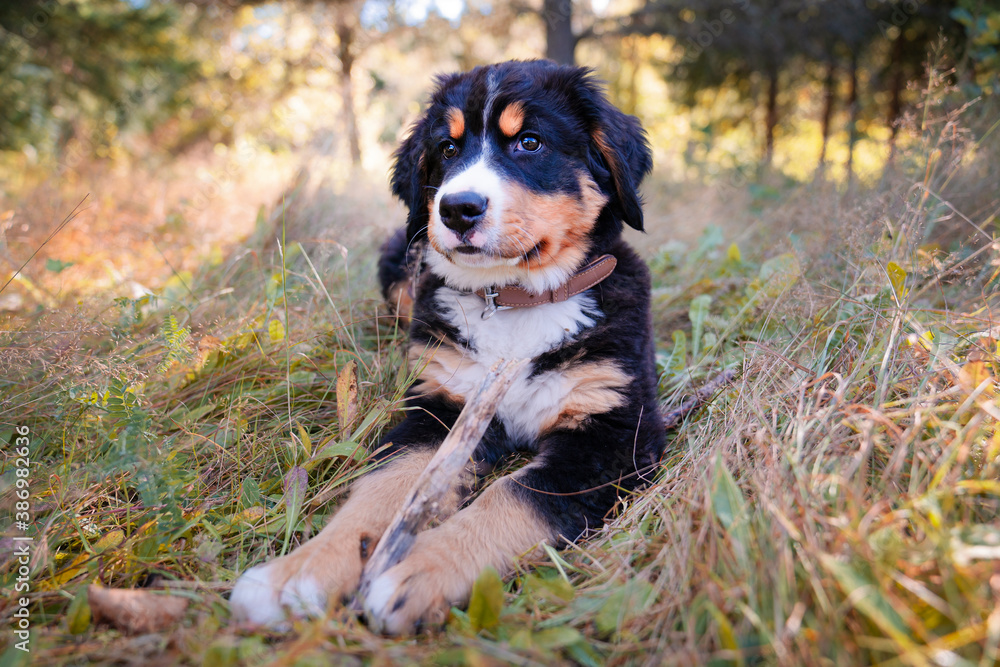 Bernese Mountain Dog puppy standing in forest park