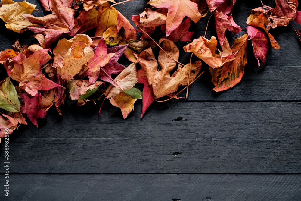 Obraz premium Dry leaves background with vivid colors