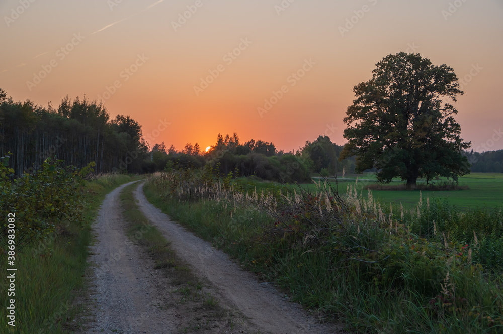Obraz premium Sunset over the countryside road. Big oak growing by the road. Hiking and cycling trail on former railway line 