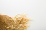 Dark blonde wavy female hair on light gray background. Closeup. Empty place for text. Top down view. 