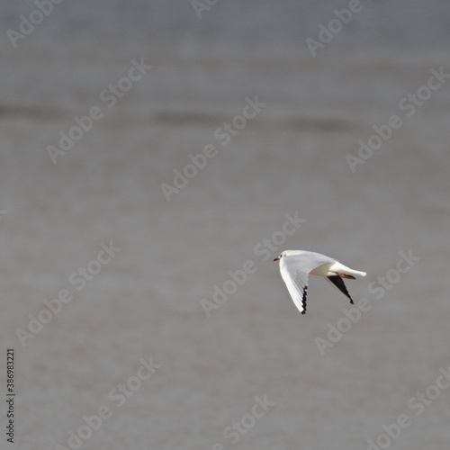 Oiseaux © Cyril.Labourayre