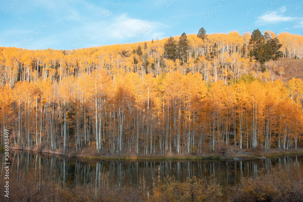 Aspen trees in autumn 