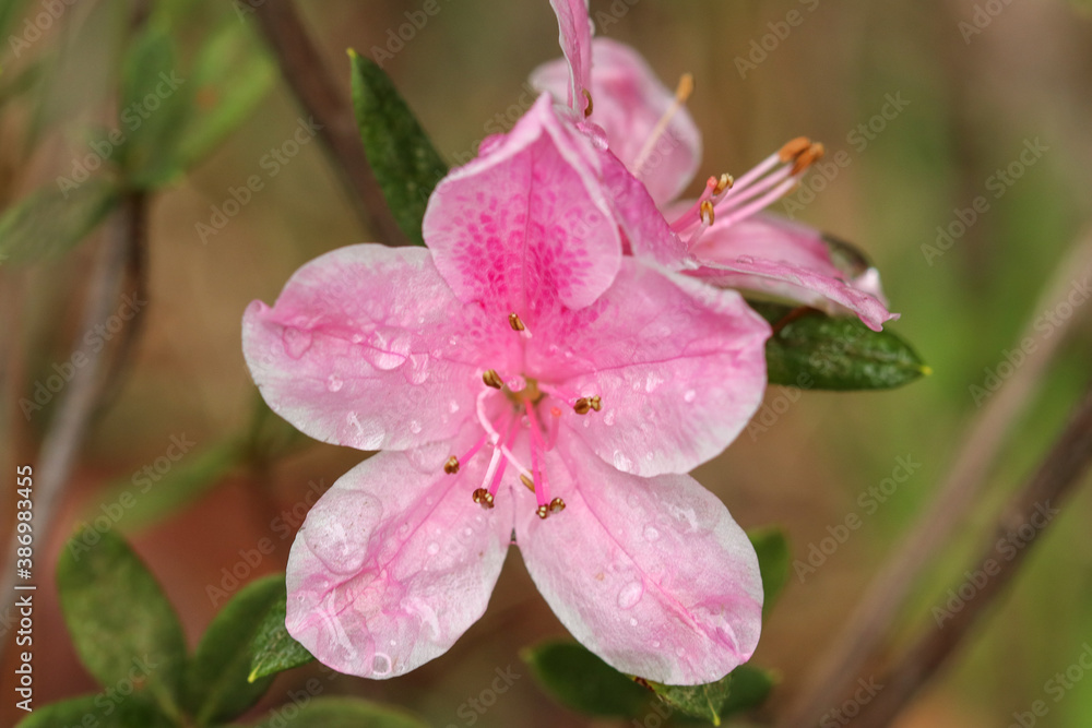 close up of pink flower