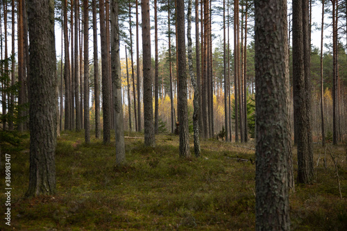 Northern forest in late autumn