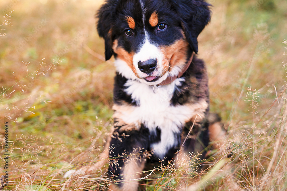 Bernese Mountain Dog puppy standing in forest park