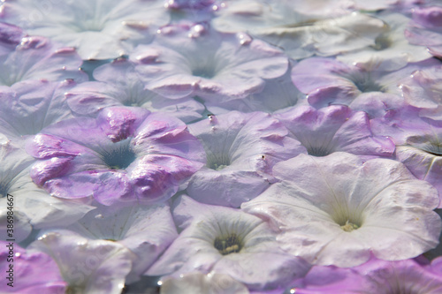 pink flowers float on the water surface