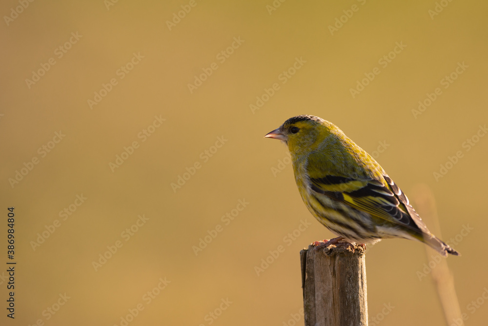 Obraz premium tarin des aulnes 