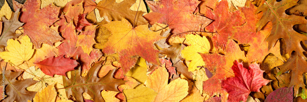 Autumn background of fallen leaves. Fall banner