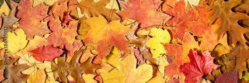 Autumn background of fallen leaves. Fall banner