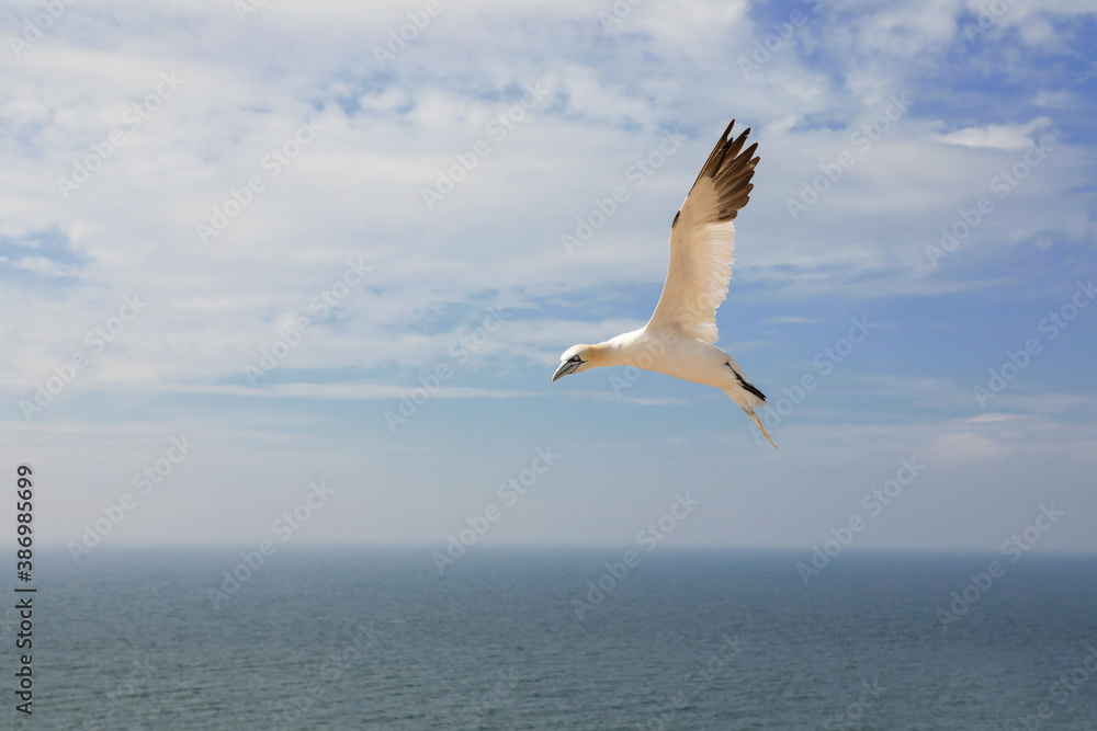 Northern gannet flaing