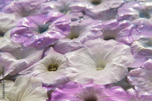 pink flowers float on the water surface