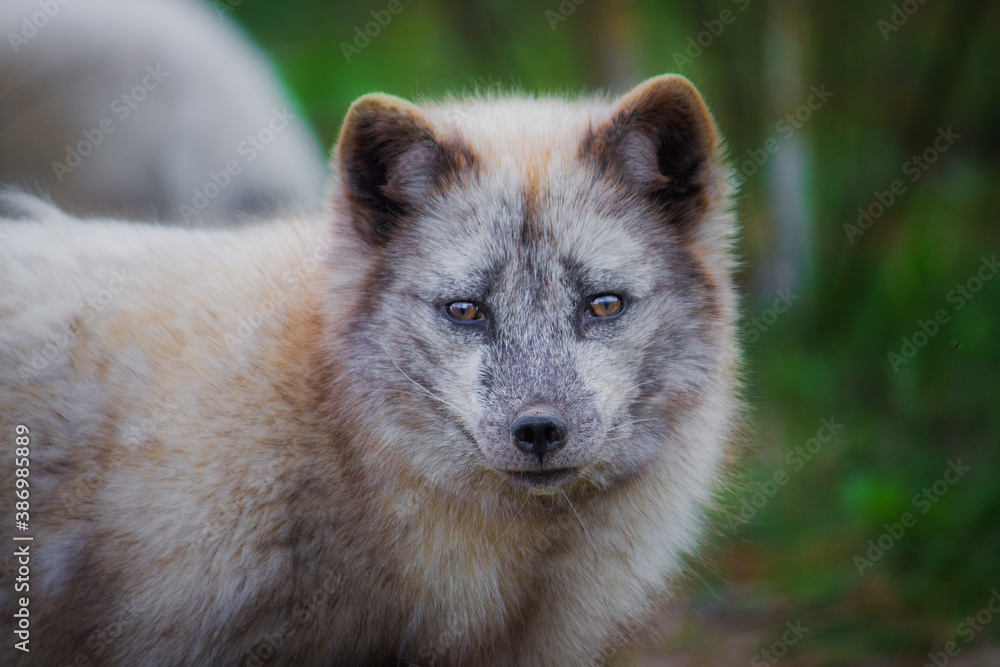 Arctic fox in the middle of a molt close-up