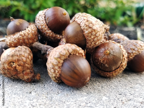 two acorns on a table