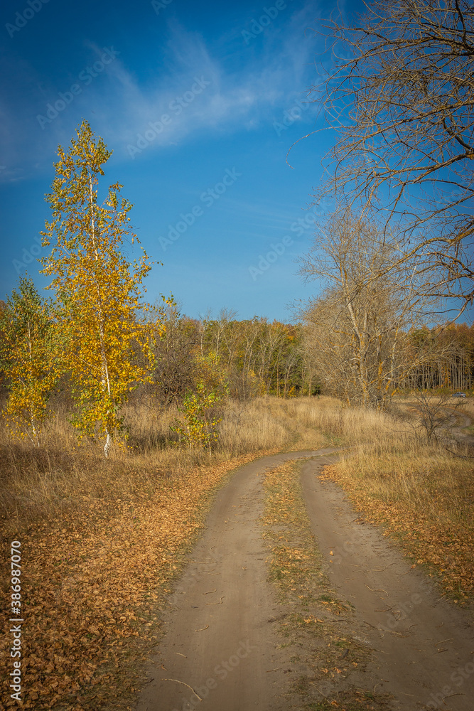 forest road in autumn in a Russian village