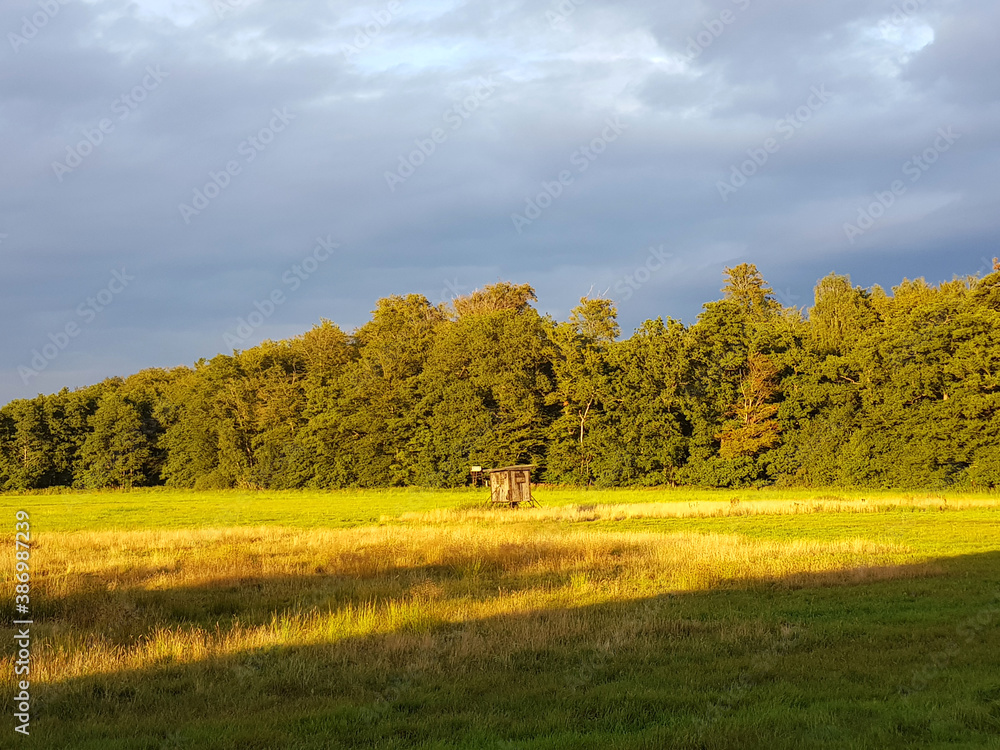 Obraz premium Forest and glade in the state of Mecklenburg Western Pomerania (Mecklenburg Vorpommern) Germany