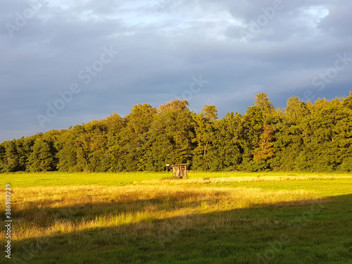 Forest and glade in the state of Mecklenburg Western Pomerania (Mecklenburg Vorpommern) Germany photo