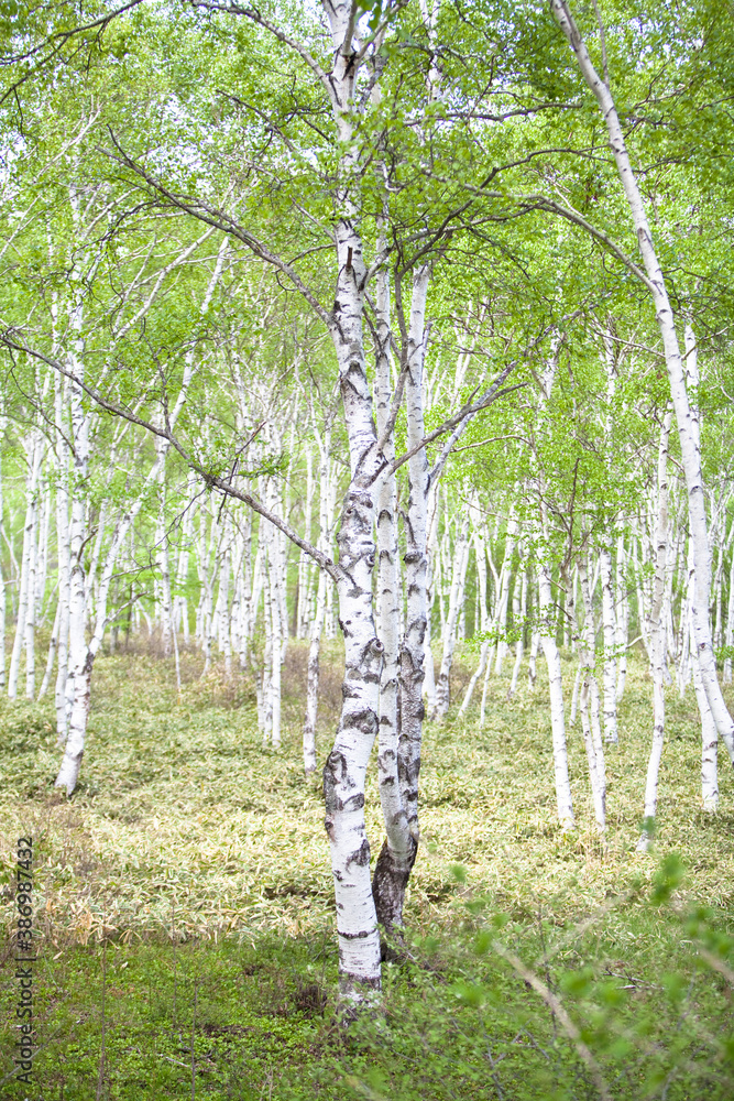 Fototapeta premium 白樺