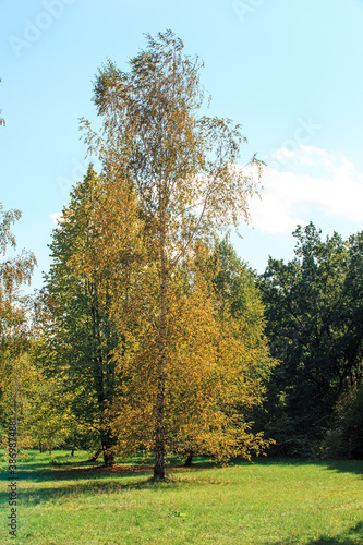 Birch with yellow leaves in the park on a sunny day