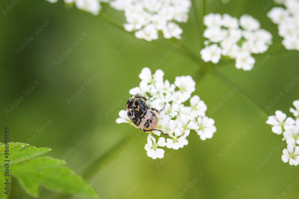Ein Käfer oder Wanze auf einer Pflanze mit weißen Blüten. Ein Käfer oder Wanze auf einer Pflanze mit weißen Blüten.
