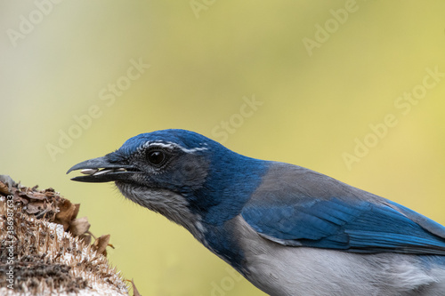 A California (scrub) Jay feeding on sunflowers photo