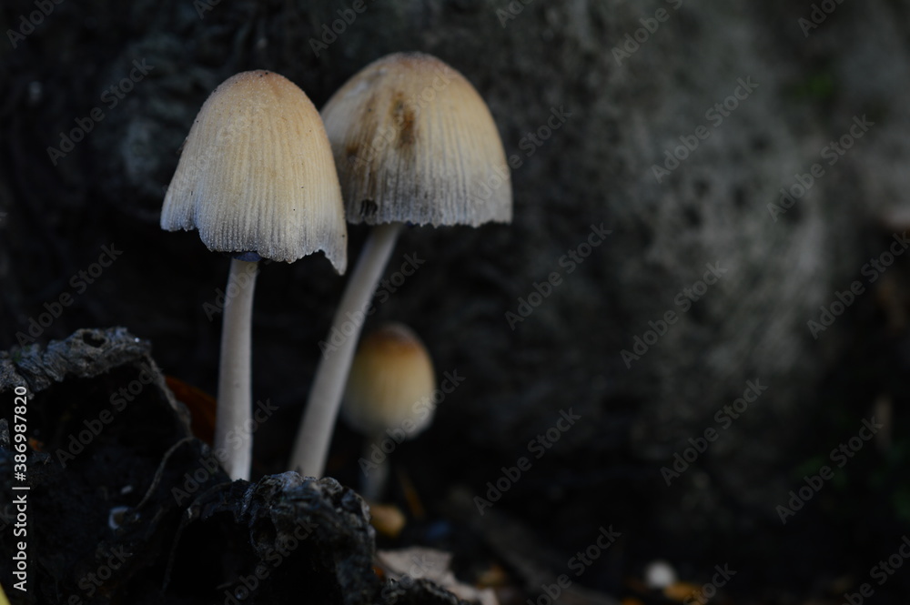 mushrooms in the forest mushrooms in the forest