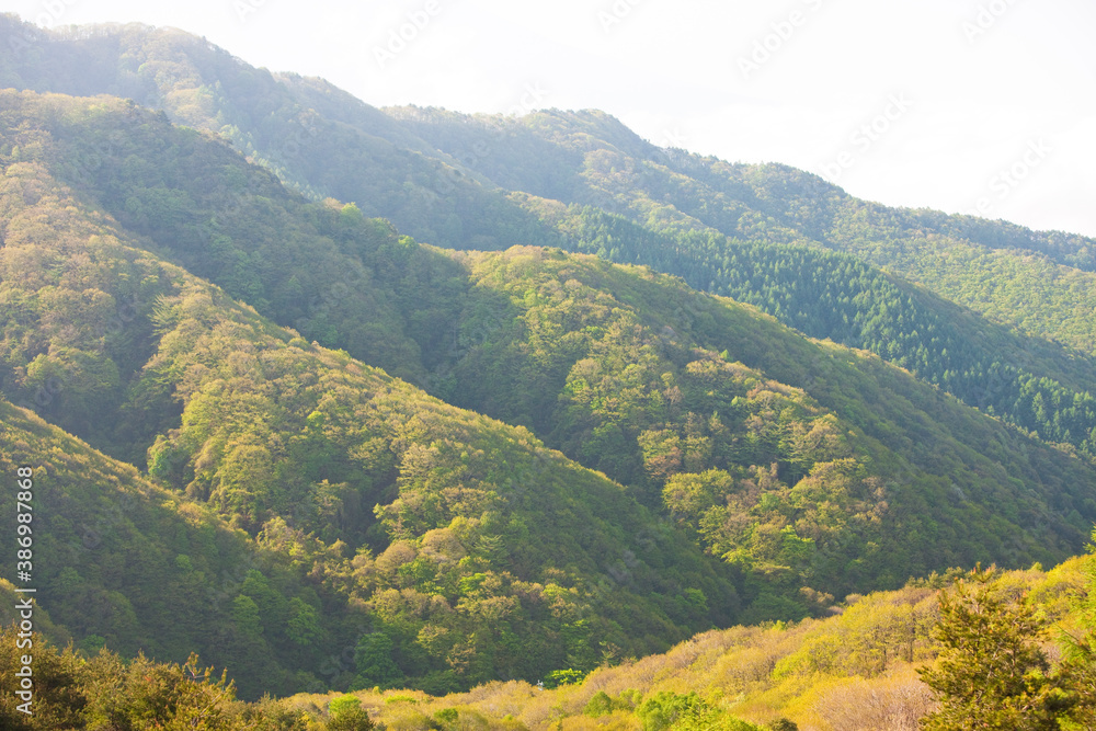 Fototapeta premium 白樺湖近辺の山