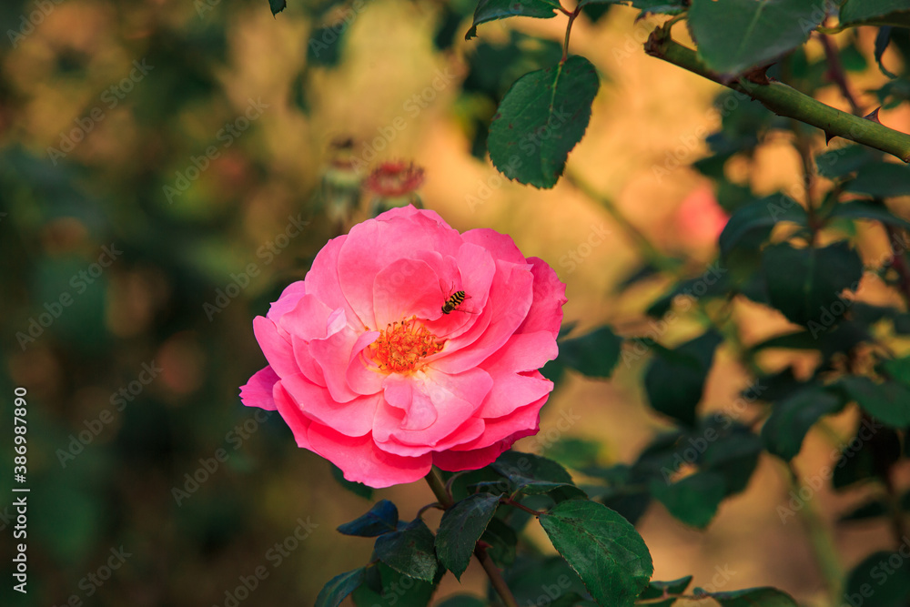 Pink rose with a bee against the background of leaves