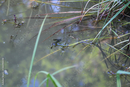 Ein kleiner grüner Teichfrosch schwimmt im Teichwasser.