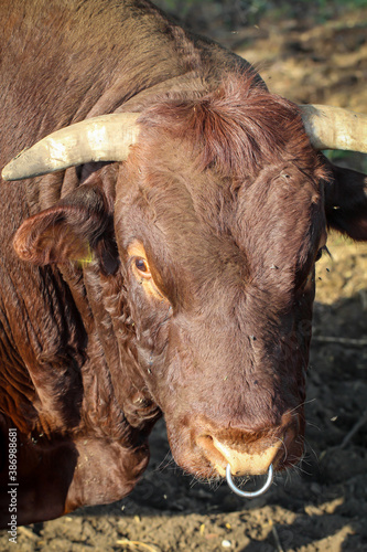 Poprtrait eines Zuchtbullen auf einer Weide. photo