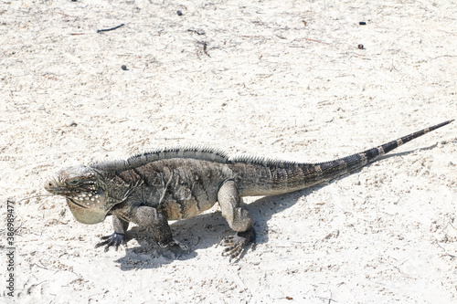 Lizard walking on the sand on a deserted island