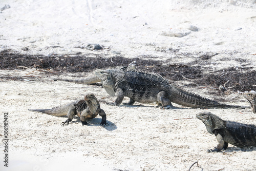 Lizards walking on the sand on a deserted island
